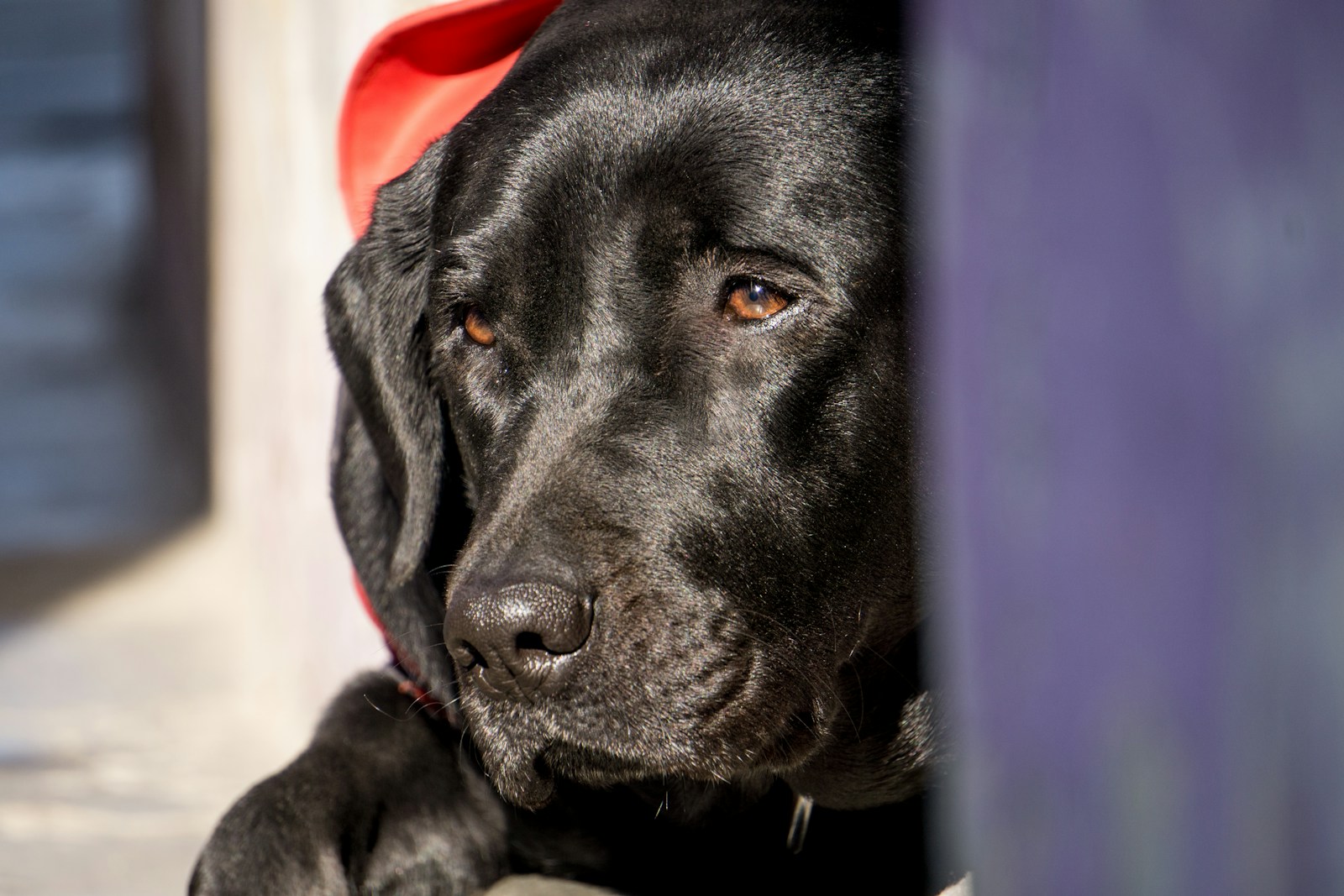 A black Labrador puppy resting on the floor at home