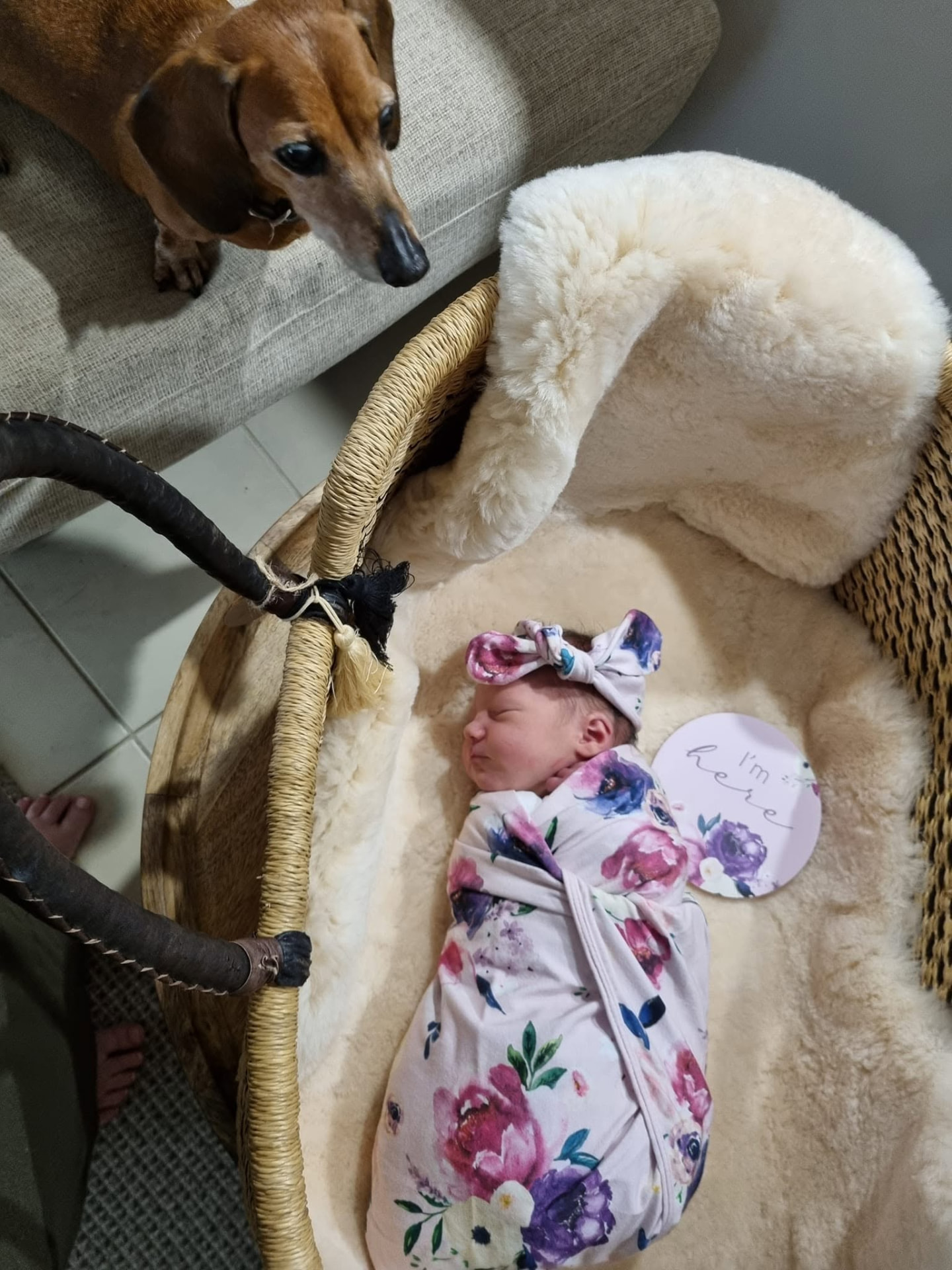 Brandy meeting Paloma at home, 3 days old