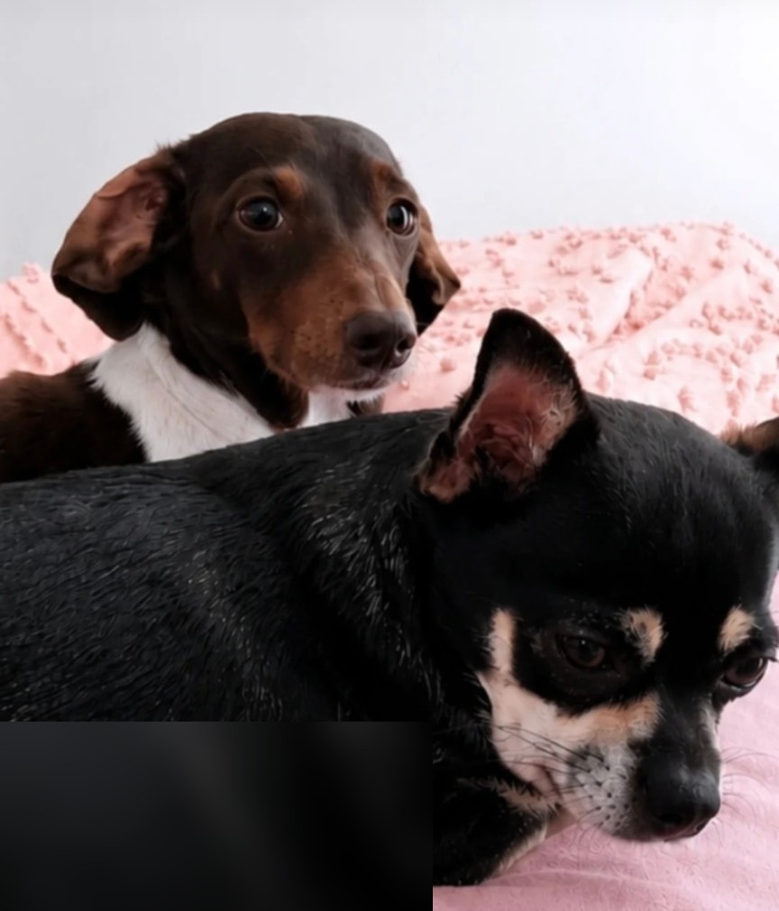 Millie and Pippa curled up together on the pink blanket