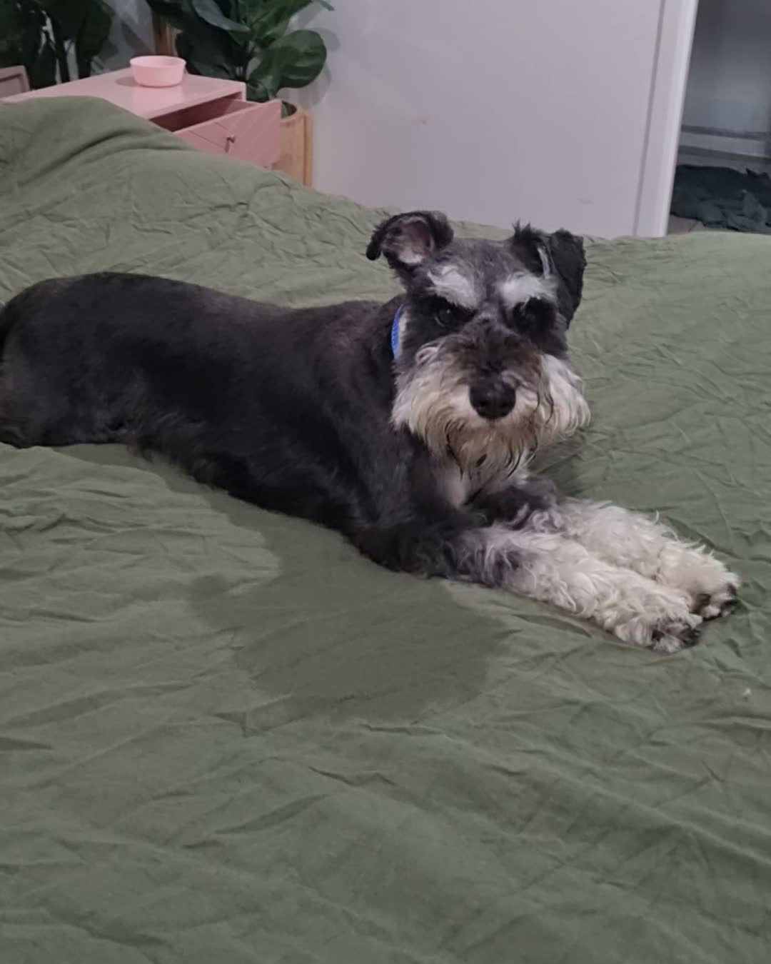 Oscar holding the bed, and the eyebrows, at full attention