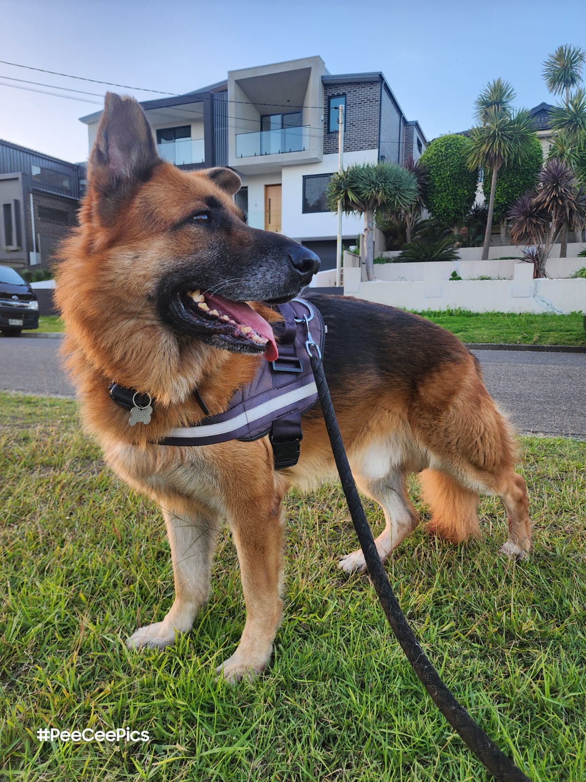 A happy German Shepherd on a neighbourhood dog walk