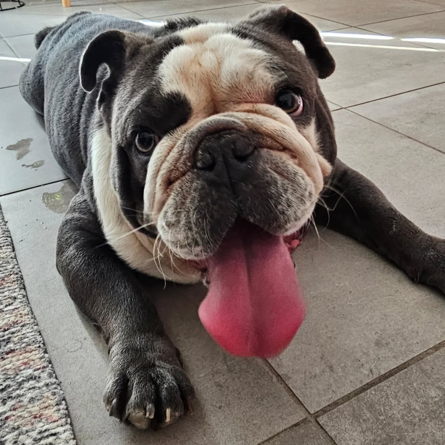 Winston — real Pawloma photo