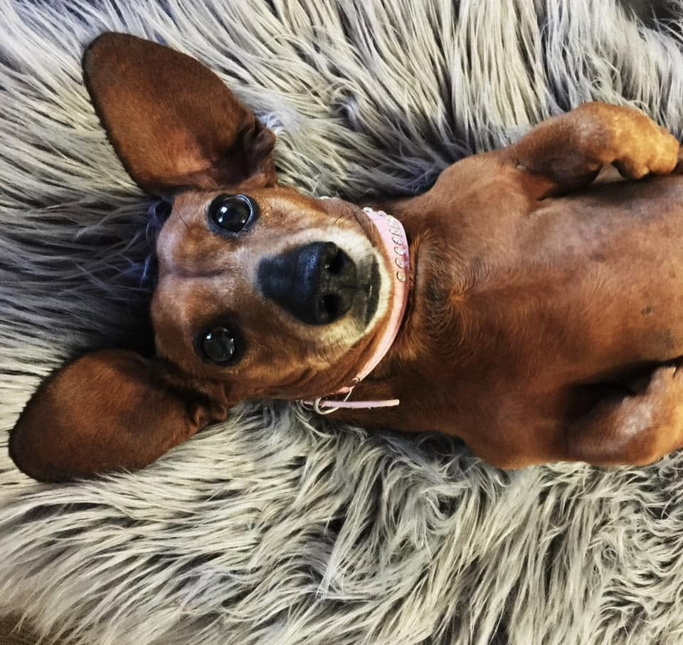 Brandy — the very good dog who started all of this