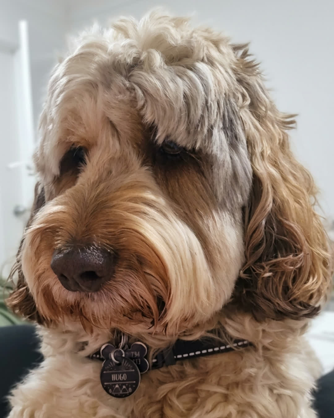 Hugo, mid-stay, doing absolutely nothing at a professional level