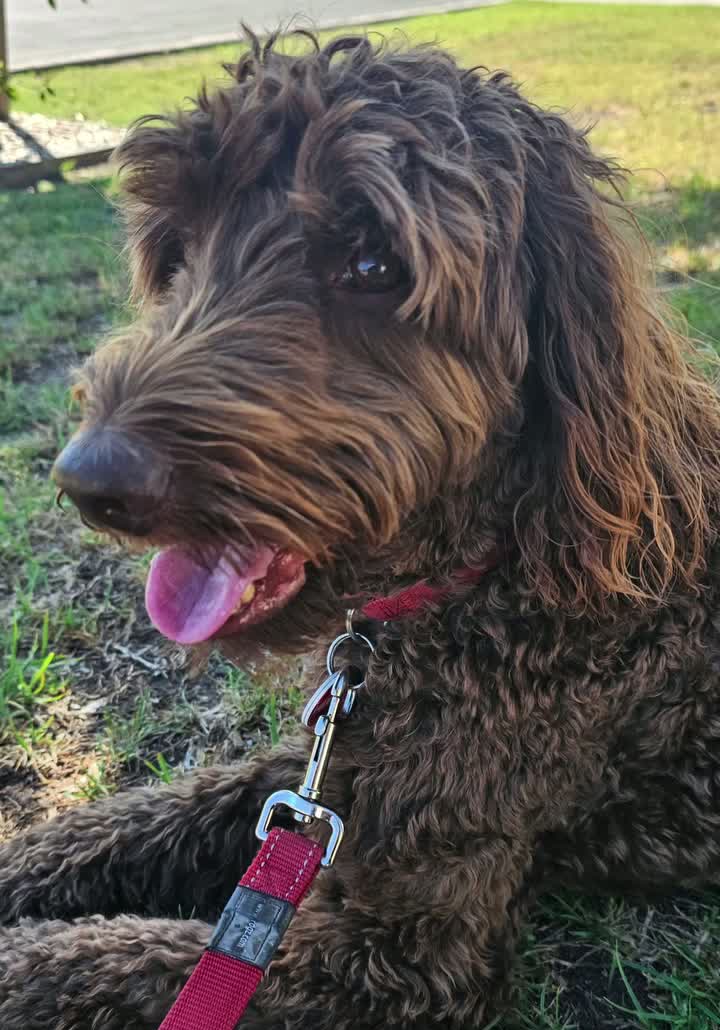 Vinnie — real Pawloma photo