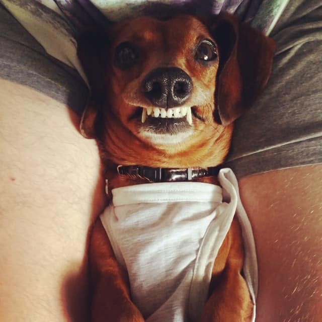 Brandy — Pawloma's original cheeky grin