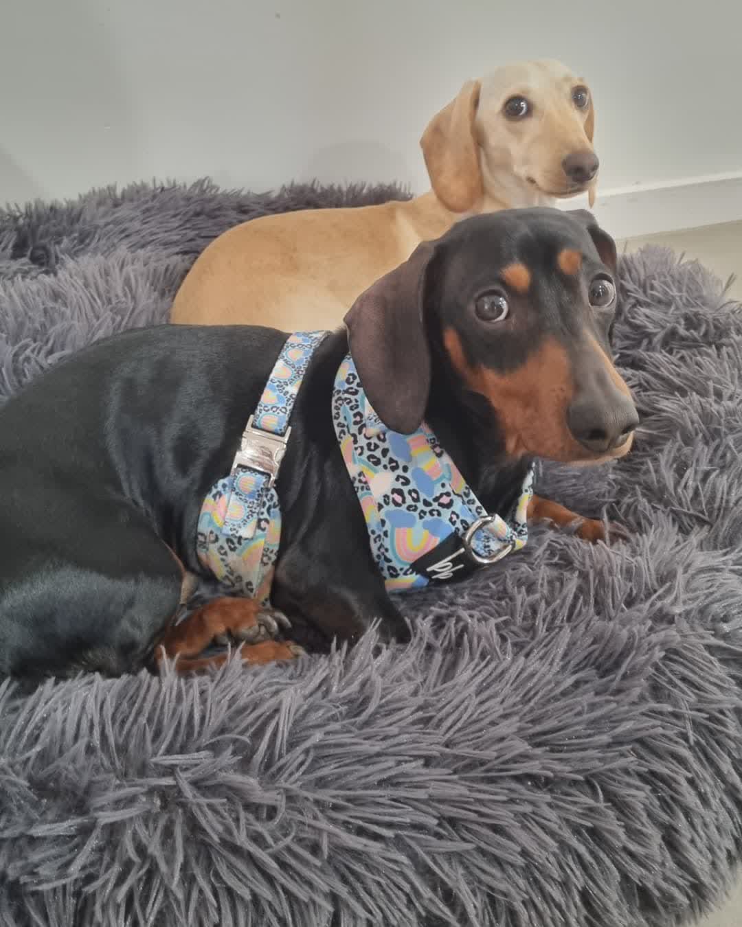 Opey and Daisy on the fluffy grey rug