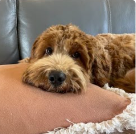 Basil — real Pawloma photo