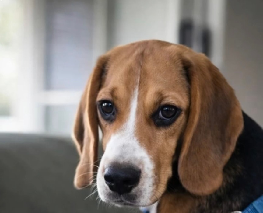 Archie — real Pawloma photo