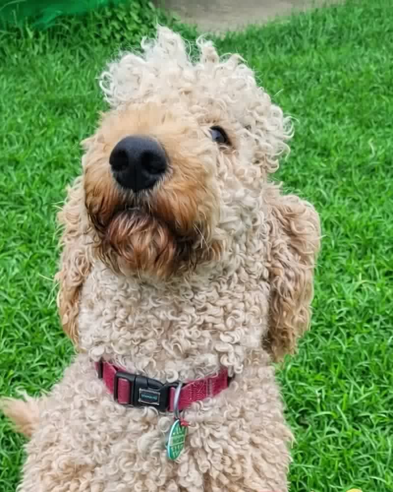 Waffles — real Pawloma photo