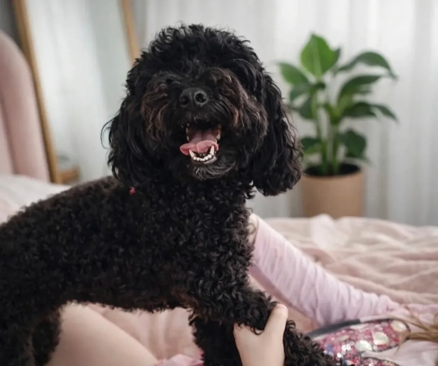 Poppy — real Pawloma photo