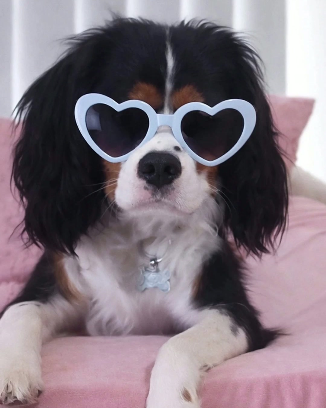 Harvey — real Pawloma photo