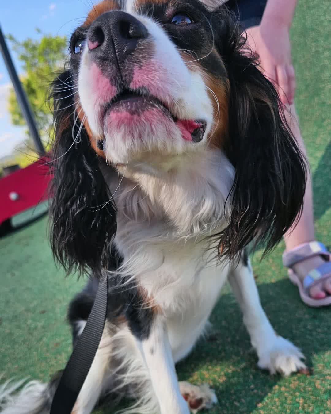 Harvey getting a park pat, mid-stay