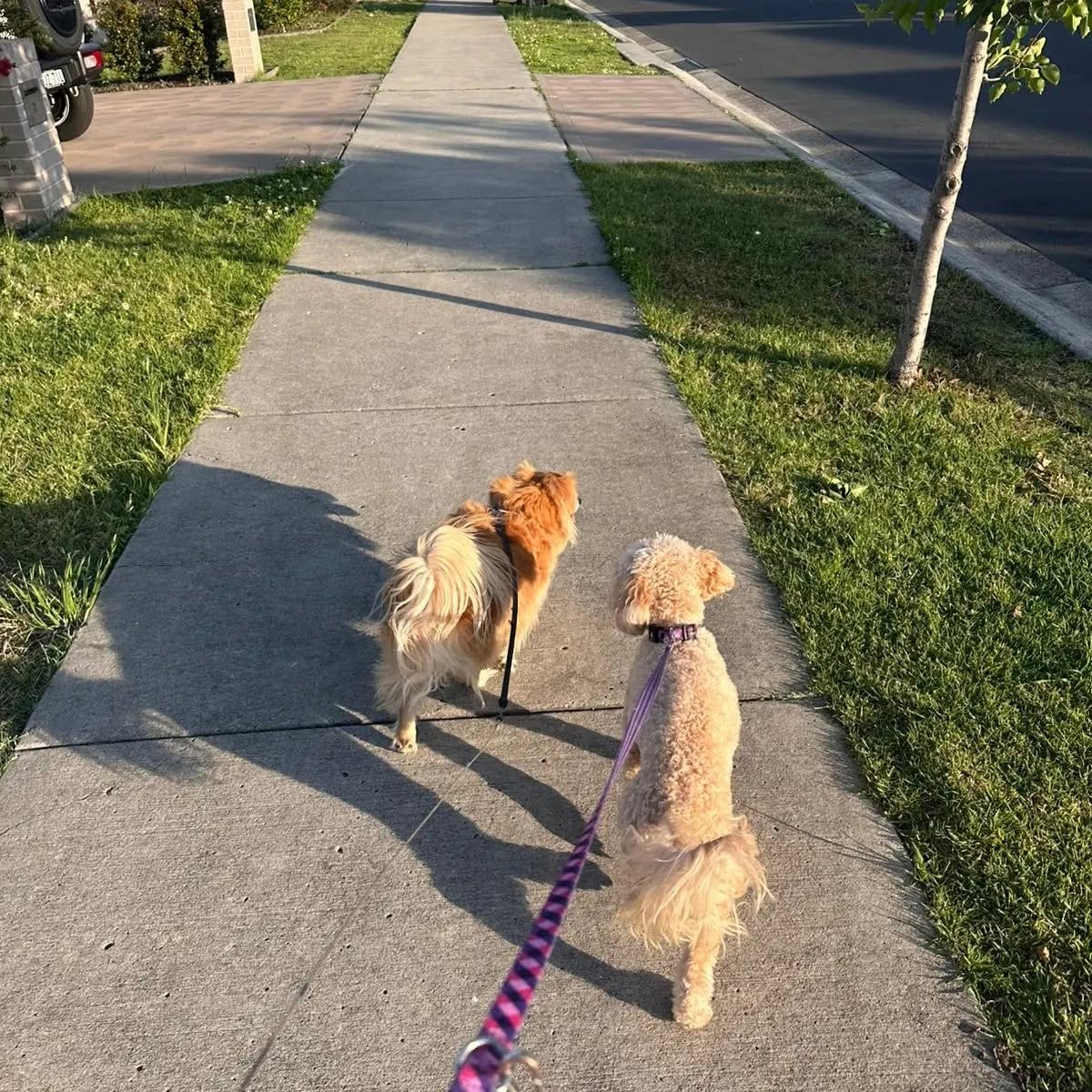 Dog Walking — relaxed pet photography in a real home