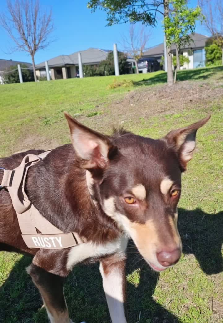 Rusty — real Pawloma photo