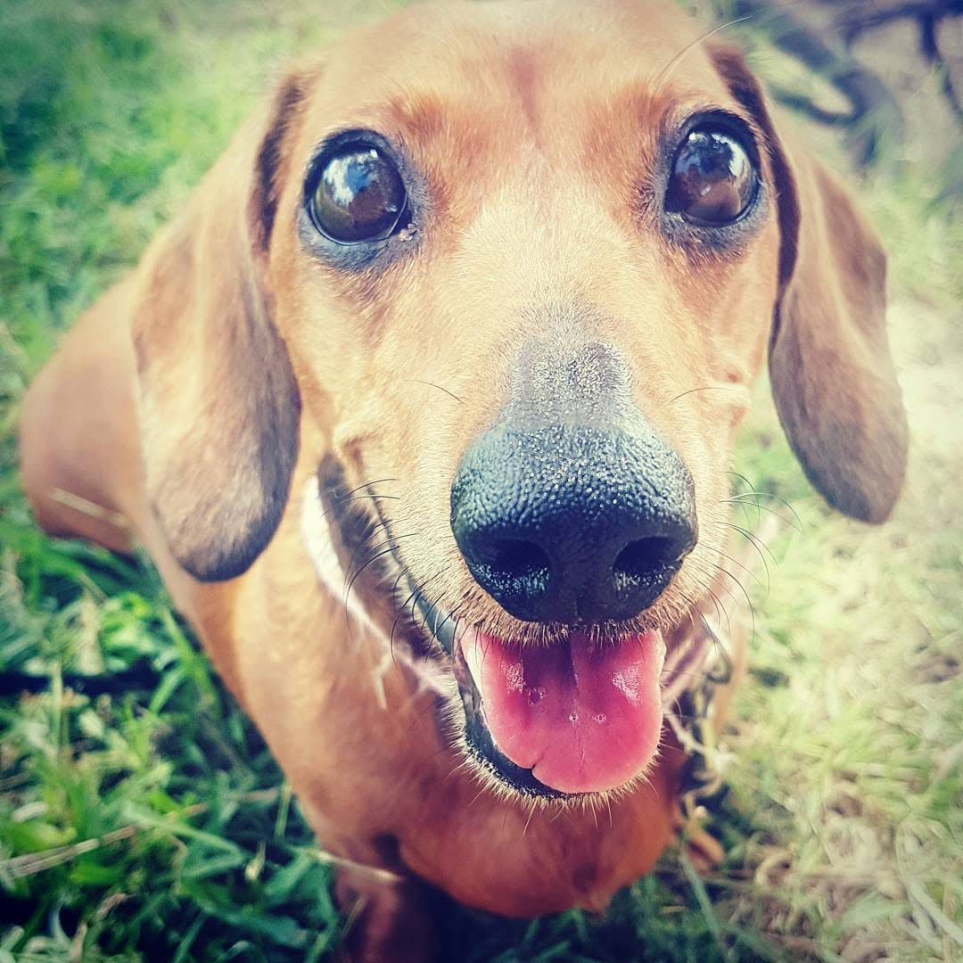 Brandy, the original Pawloma VIP