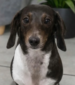 Millie, one half of the Millie + Pippa package deal