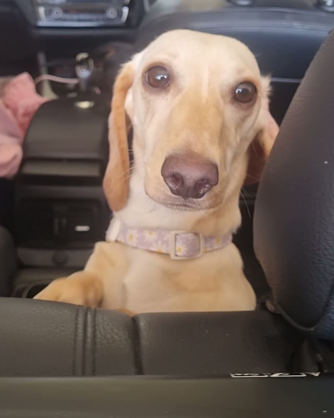 Daisy — real Pawloma photo