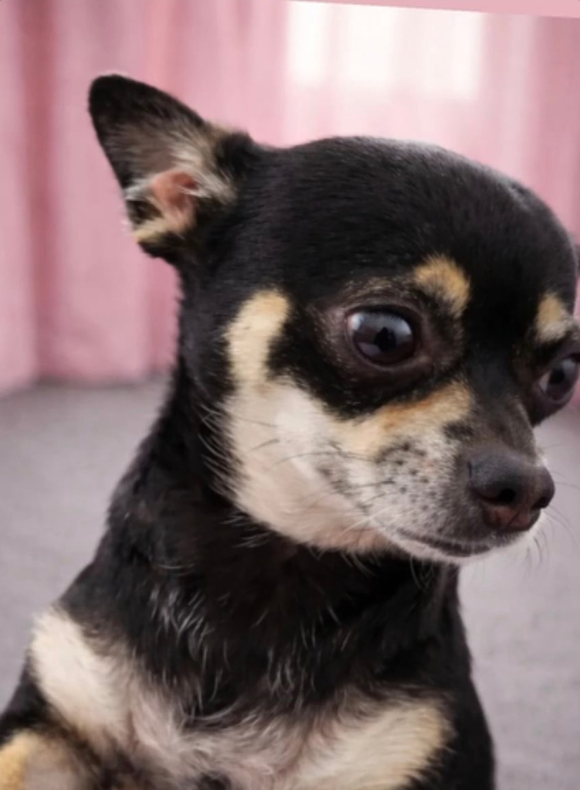 Pippa the Chihuahua giving her signature side-eye