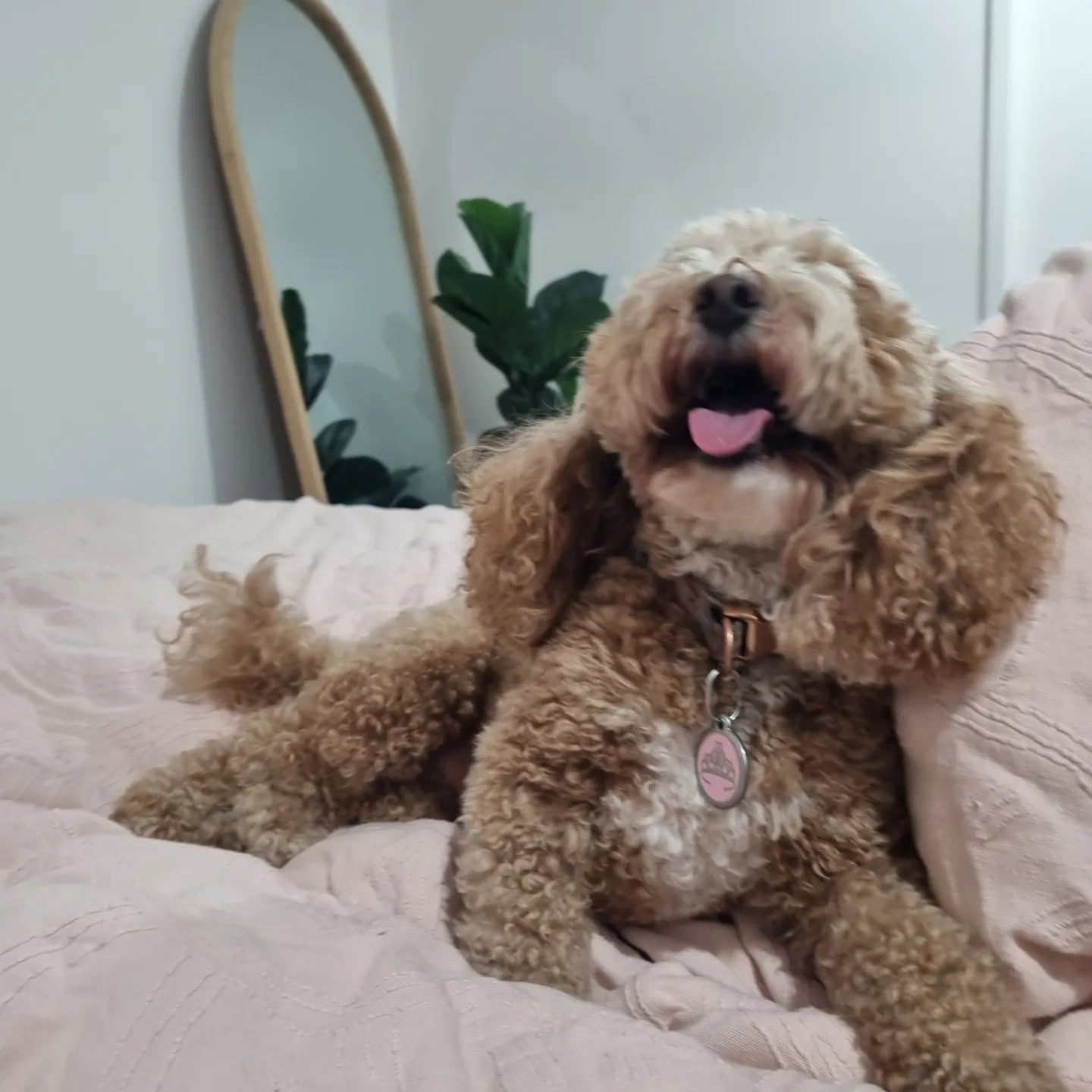 Doggy Day Care — relaxed pet photography in a real home