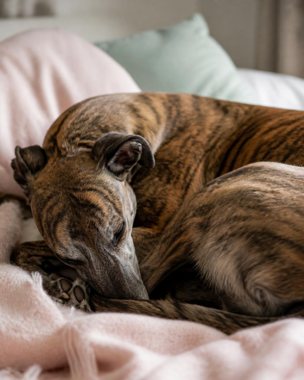 A calm, low-energy dog dozing indoors