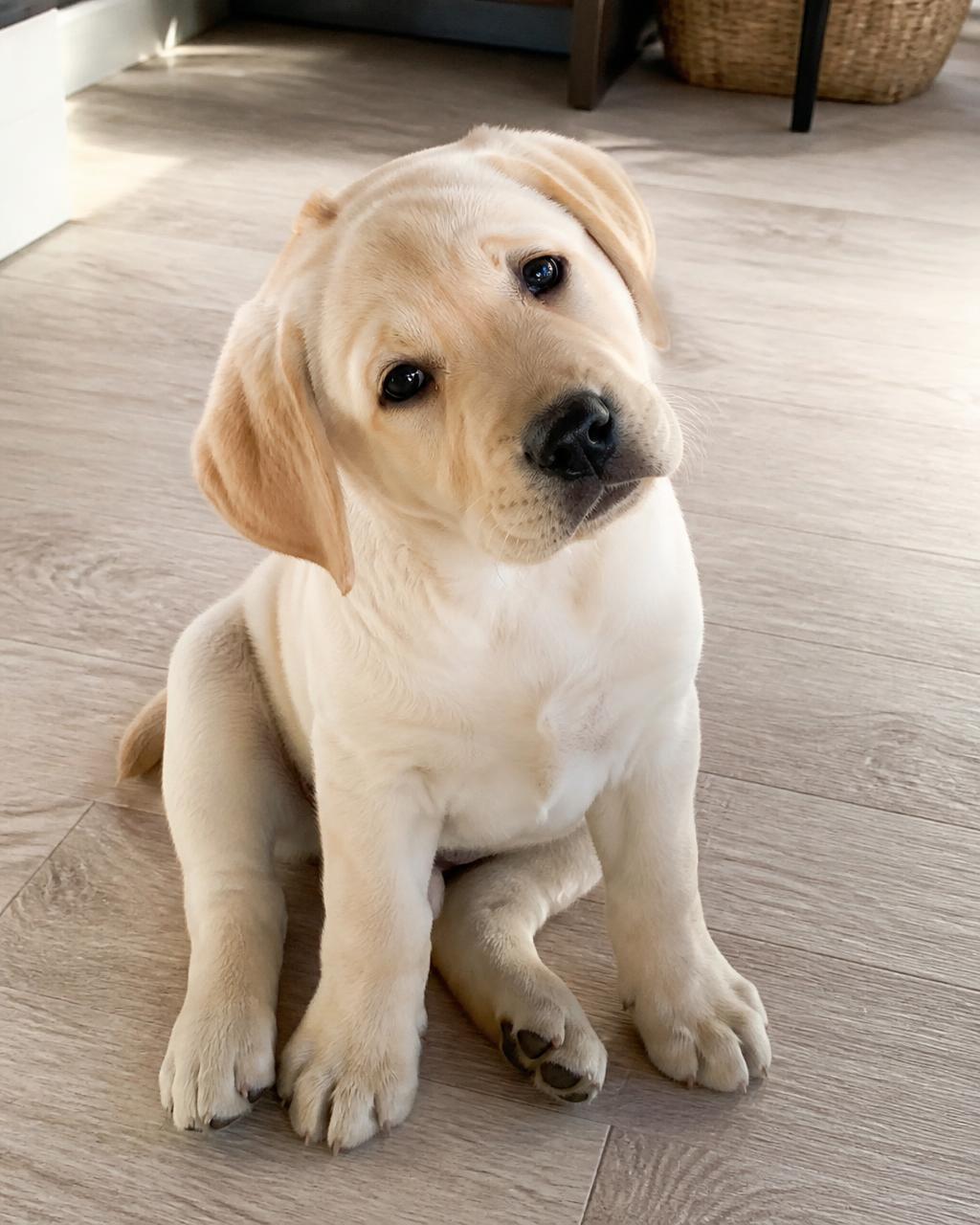Puppy exploring a prepared living room
