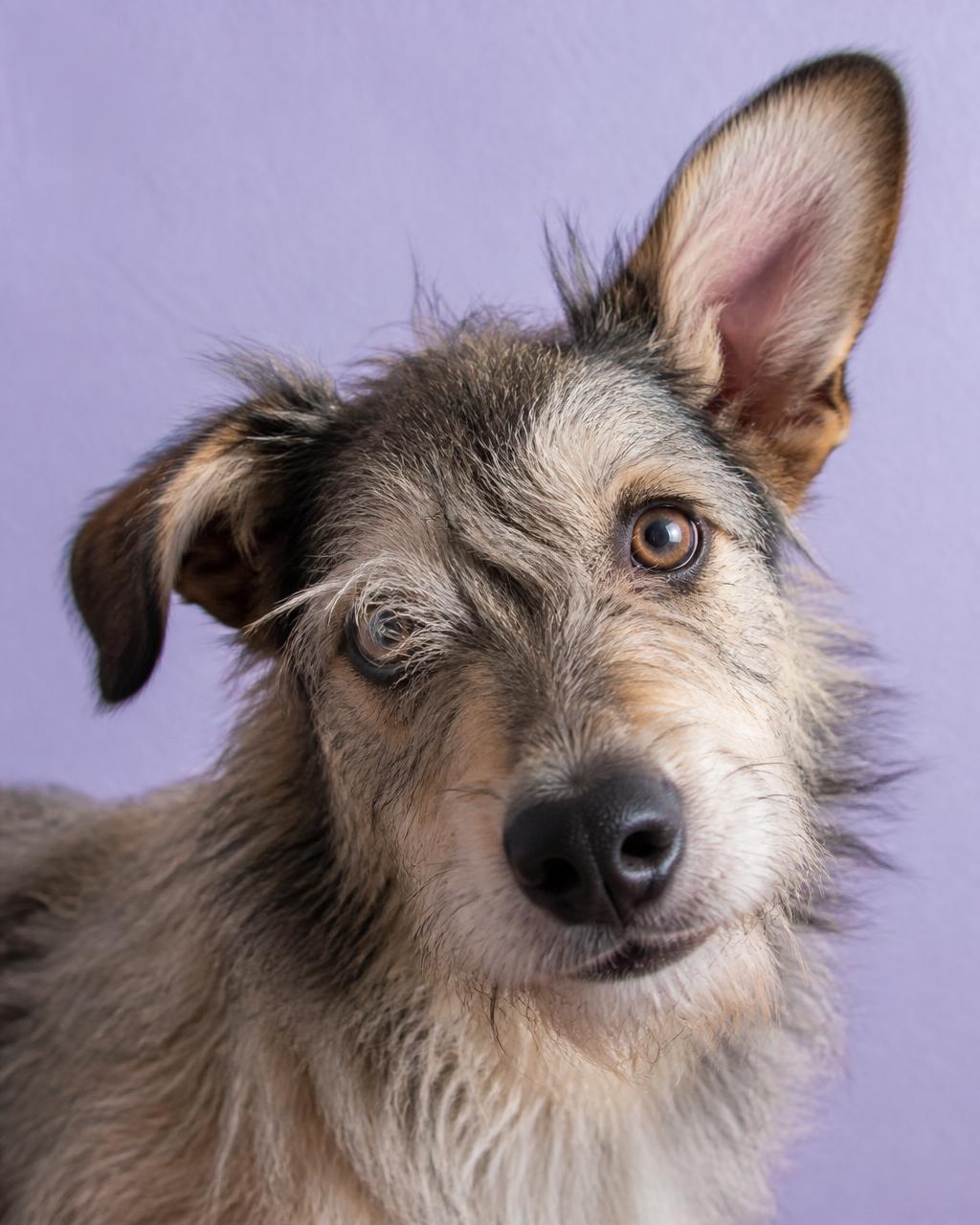 Giving back — rescue and shelter animals, real imagery once partner is confirmed