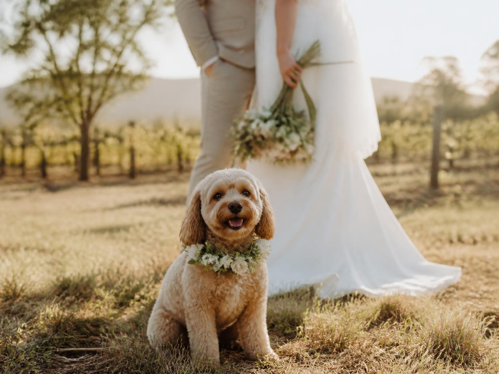 A small dog in a floral collar sitting with a bride and groom at a Hunter Valley vineyard wedding