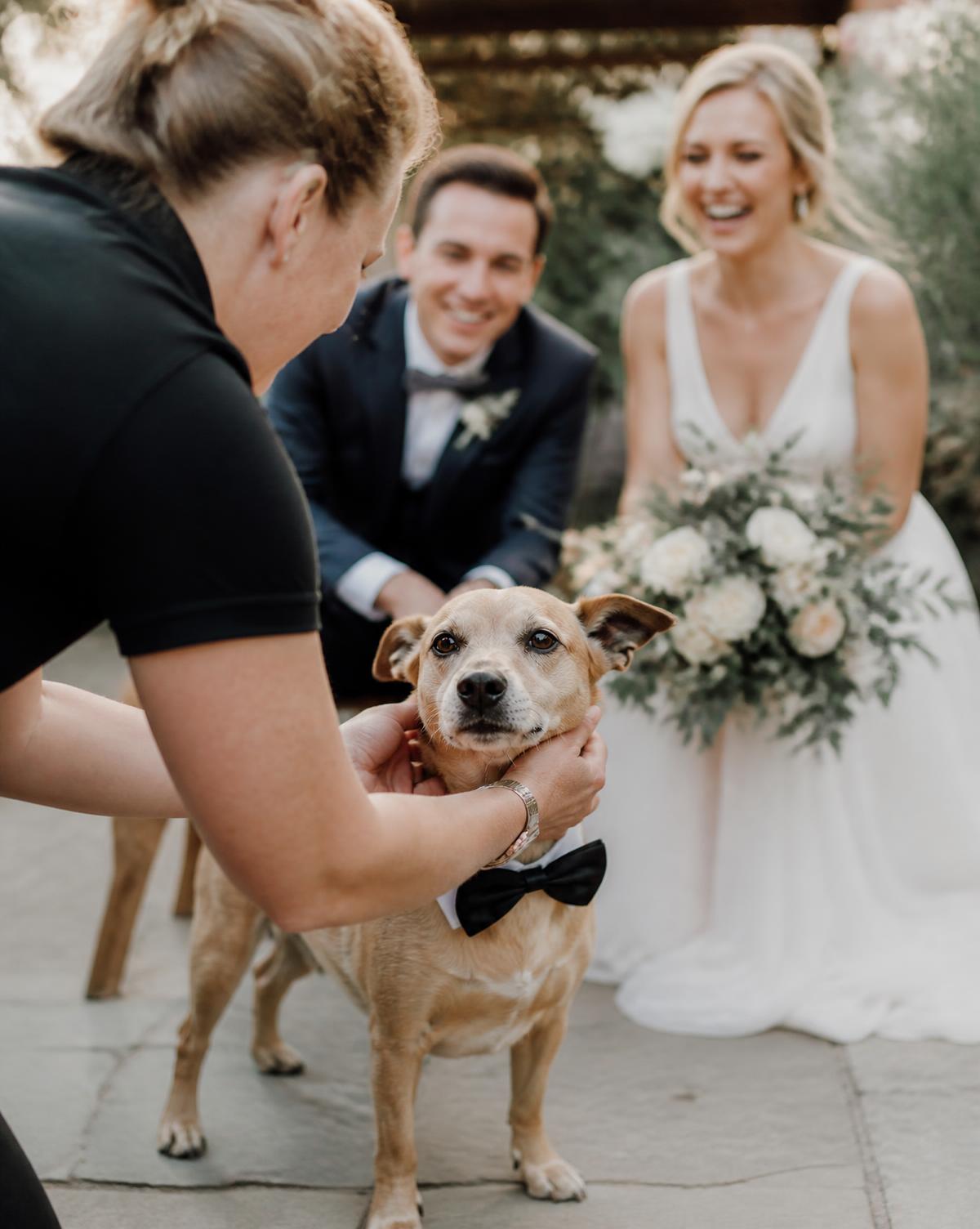 A Pawloma handler adjusting a dog's bow tie during wedding photos